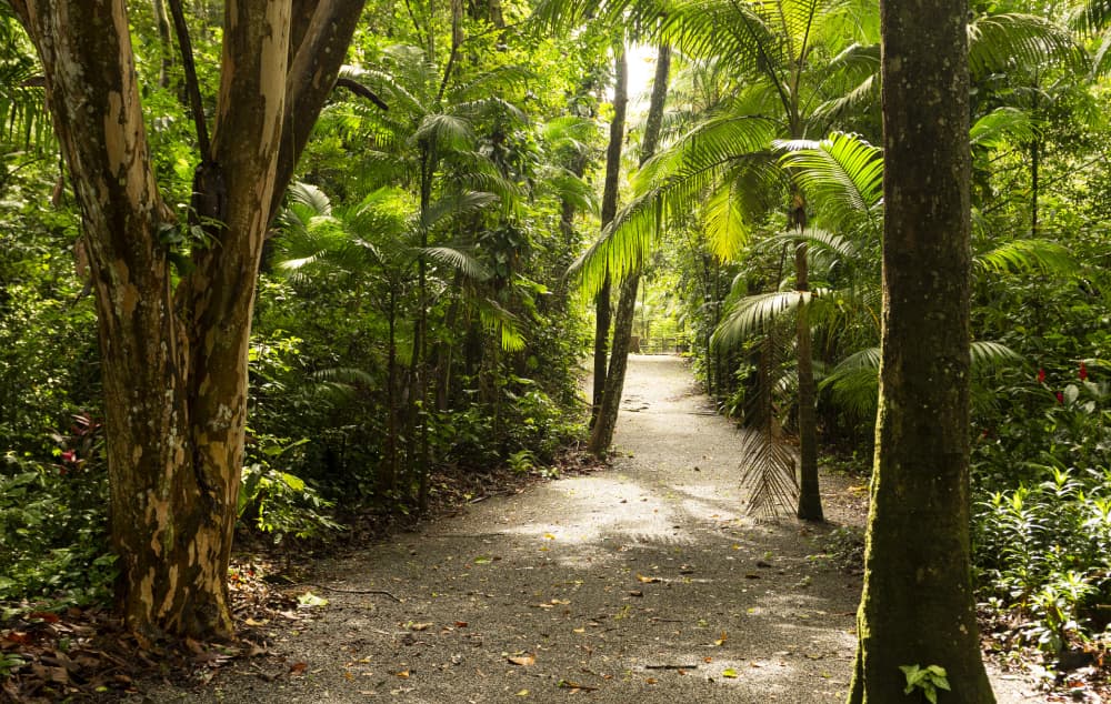 Trilha em área de mata