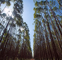 Floresta de eucalipto vista de baixo