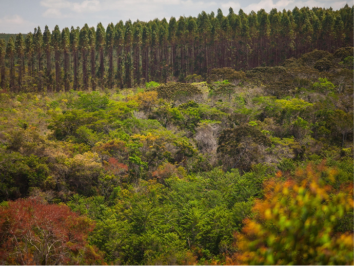 Responsabilidade social e desenvolvimento das comunidades